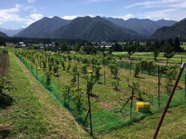 塩沢上田地区ぶどう畑