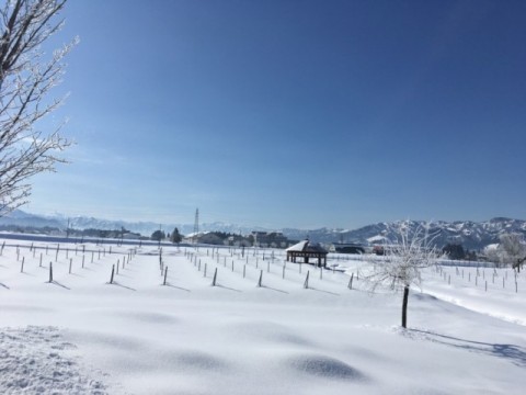 冬ぶどう畑